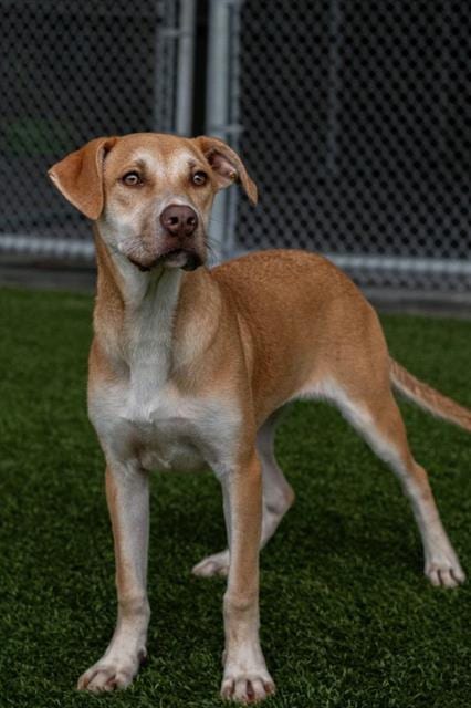 Photo of Clarice, adoptable Labrador Retriever in Baytown, Texas