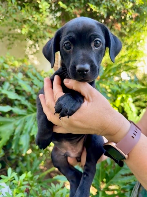 Photo of Apple, adoptable Chihuahua in Eugene, Oregon