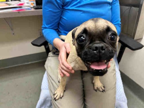 Photo of Hermione, adoptable Pug in Carlsbad, California