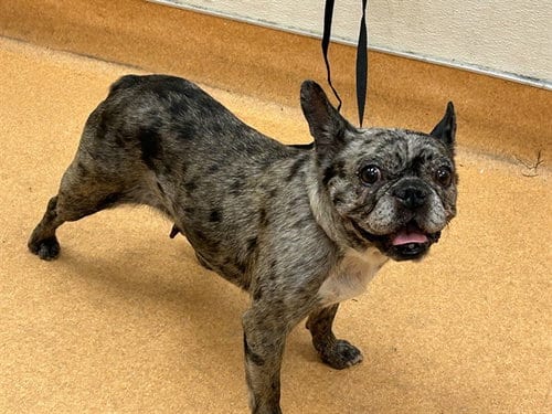 Photo of A1054021, adoptable French Bulldog in Martinez, California