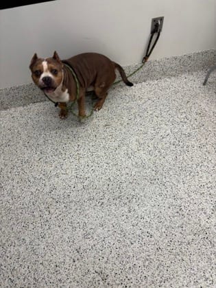 Photo of Raptor, adoptable dog in Atlanta, Georgia