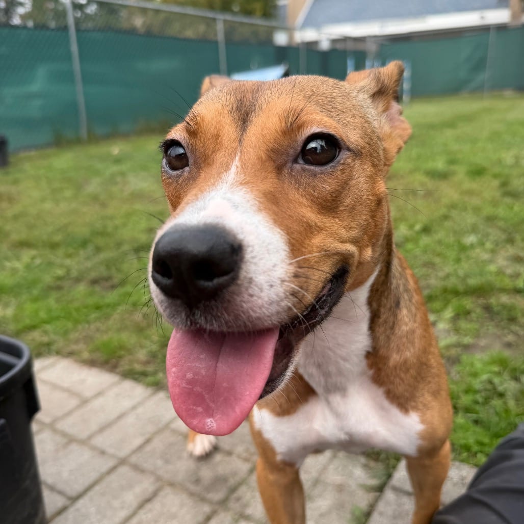 Photo of PJ, adoptable Mixed Breed (Medium) in East Hanover, New Jersey