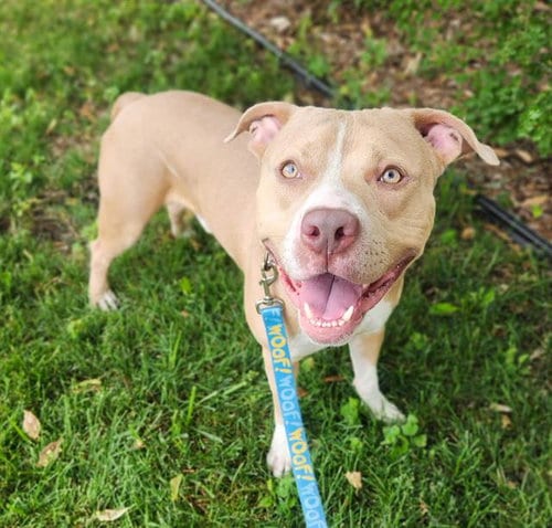 Photo of Kowalski, adoptable Pit Bull Terrier in Minneapolis, Minnesota