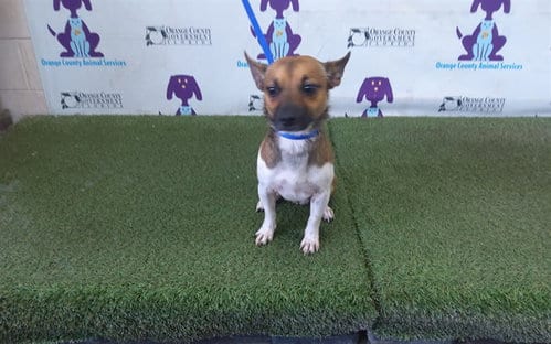 Photo of A605173, adoptable Chihuahua in Orlando, Florida