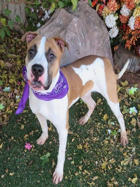 Photo of Ricky, adoptable Pit Bull Terrier in Oklahoma City, Oklahoma
