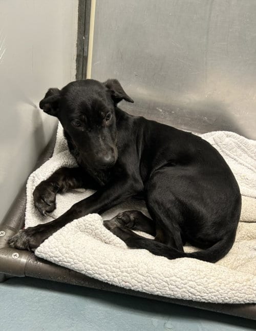 Photo of Patina, adoptable German Shepherd Dog in Houston, Texas