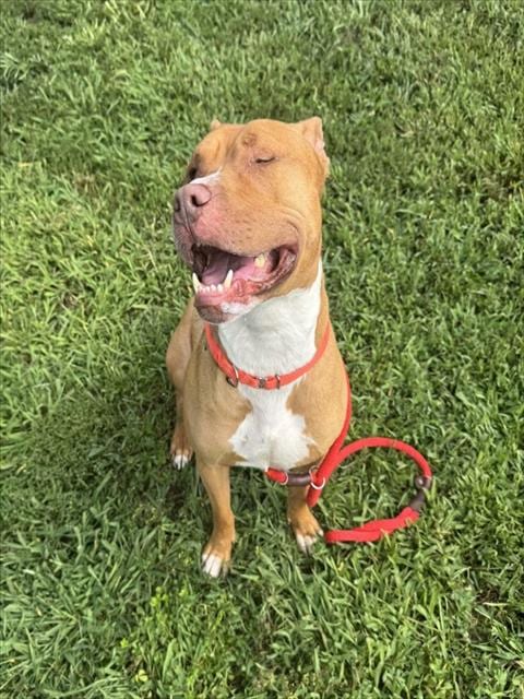 Photo of Hooch, adoptable Pit Bull Terrier in Springfield, Massachusetts
