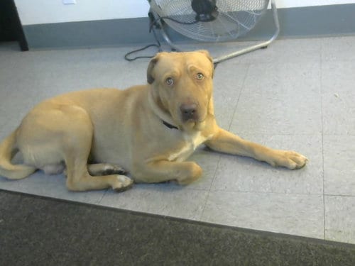 Photo of Gus, adoptable Pit Bull Terrier in Big Bear City, California