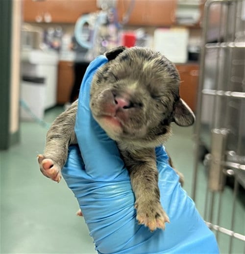 Photo of Storm, adoptable French Bulldog in Rancho Cucamonga, California