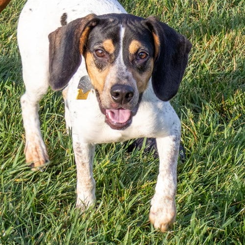 Photo of Grampy, adoptable Beagle in Maryland, Missouri