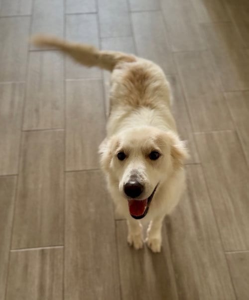 Photo of Cece, adoptable Great Pyrenees in Dallas, Texas