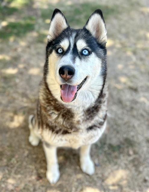 Photo of Mila, adoptable Siberian Husky in Riverside, California