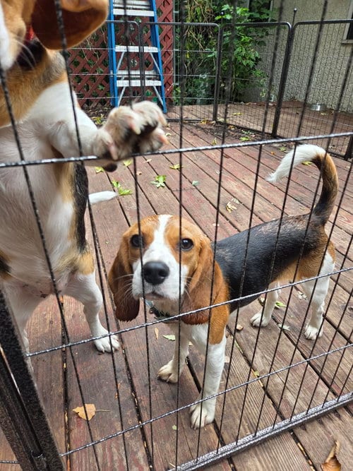 Photo of Margo, adoptable Beagle in Crystal, Minnesota