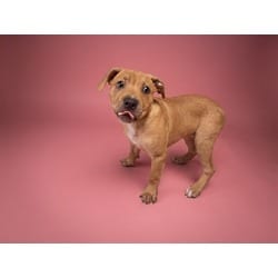 Photo of Melinda, adoptable Terrier (Unknown Type, Medium) in Doral, Florida