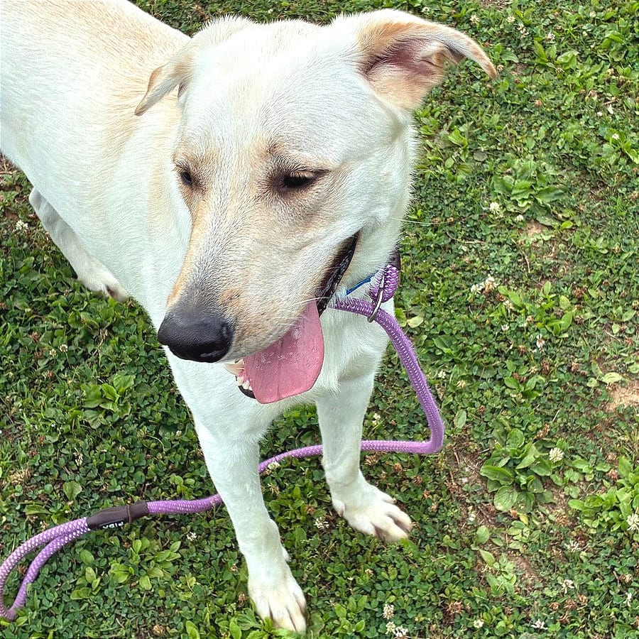 Photo of Bronco, adoptable Mixed Breed (Large) in Chattanooga, Tennessee