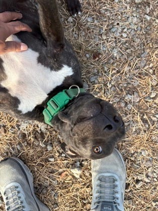 Photo of Bob, adoptable Terrier, Pit Bull/Mix in Raeford, North Carolina