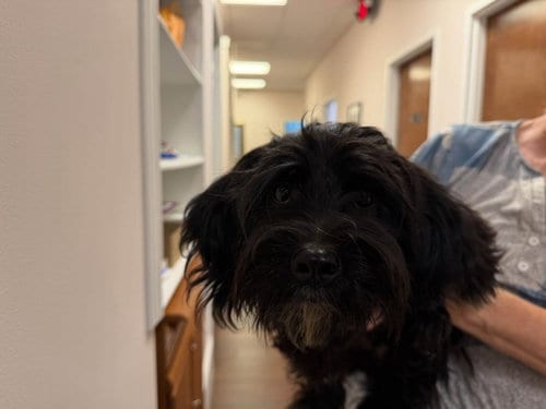 Photo of Bart, adoptable Terrier in Holly Springs, North Carolina