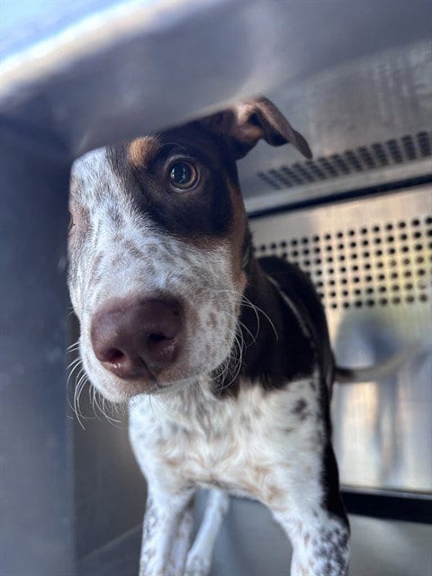 Photo of A481463, adoptable Pointer in Oklahoma City, Oklahoma
