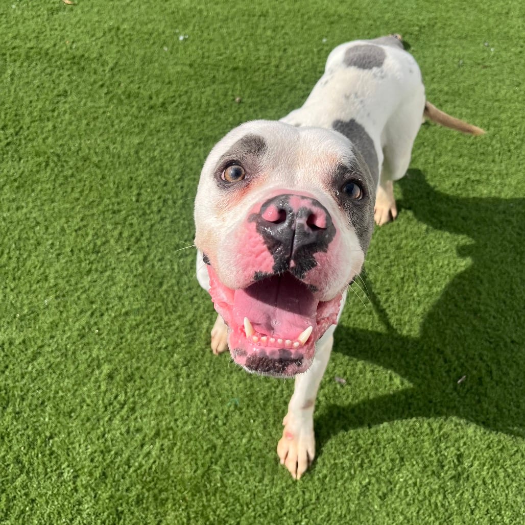 Photo of Weston, adoptable Terrier, Pit Bull / Mix in Bristol, Indiana