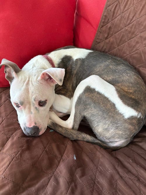 Photo of Wendy Wonton, adoptable Terrier in St. Louis, Missouri