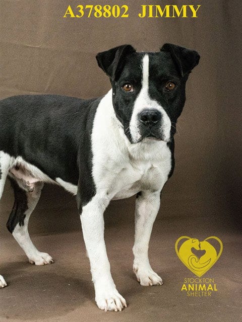 Photo of Jimmy, adoptable Pit Bull Terrier in Stockton, California