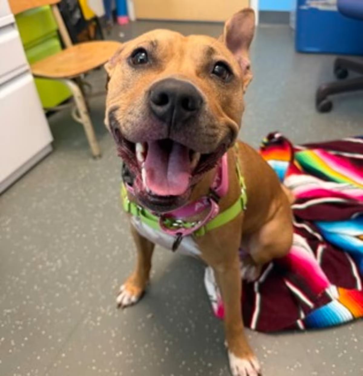 Photo of Shelda, adoptable American Pit Bull Terrier in New Orleans, Louisiana