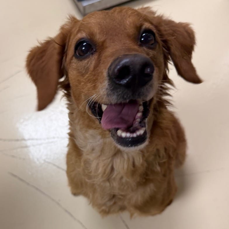Photo of Peanut, adoptable Mixed Breed (Medium) in Winston-Salem, North Carolina