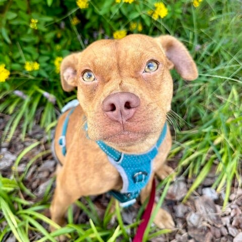 Photo of Georgina, adoptable Mixed Breed (Medium) in Gainesville, Florida