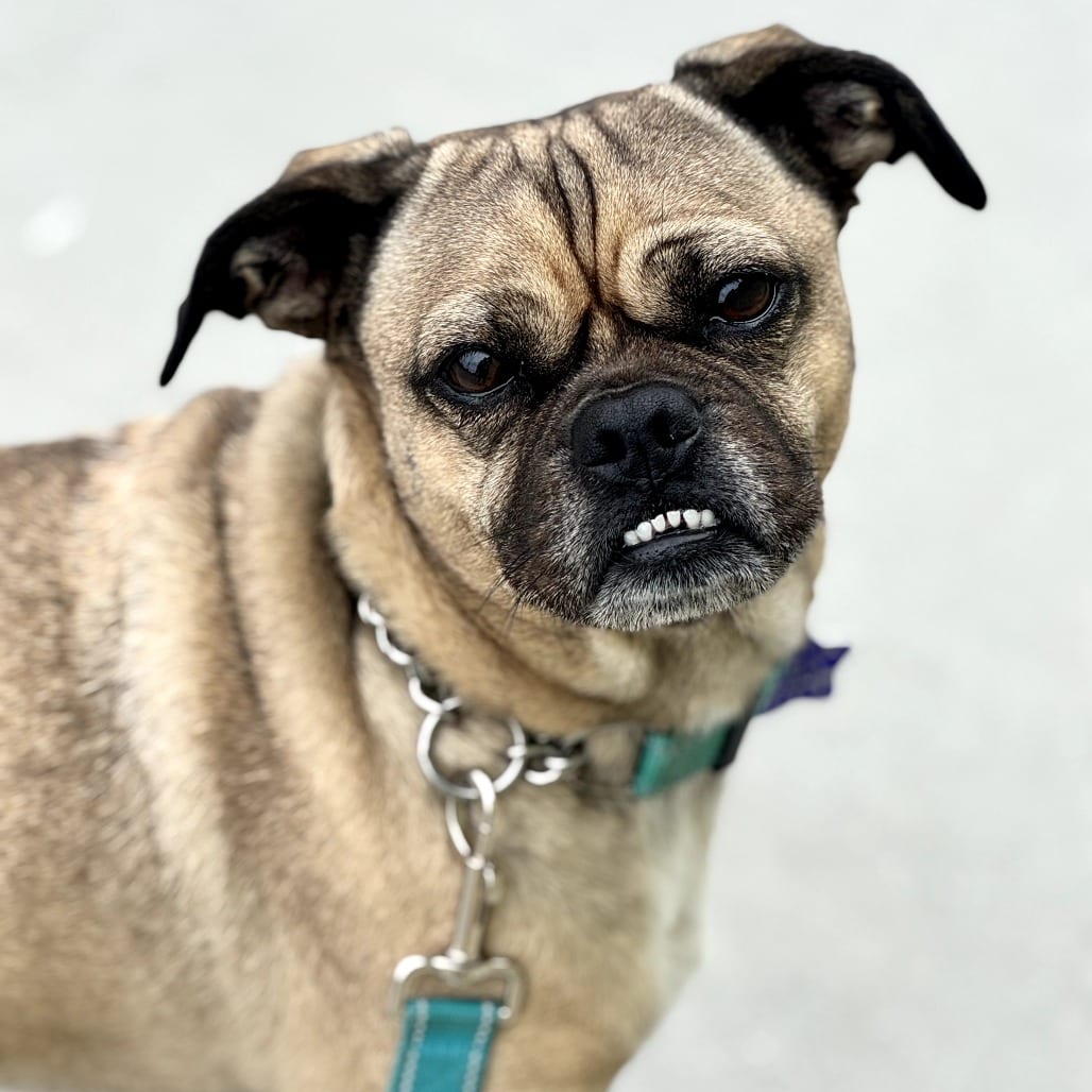 Photo of Bowser, adoptable Pug / Mixed Breed (Small) in San Francisco, California