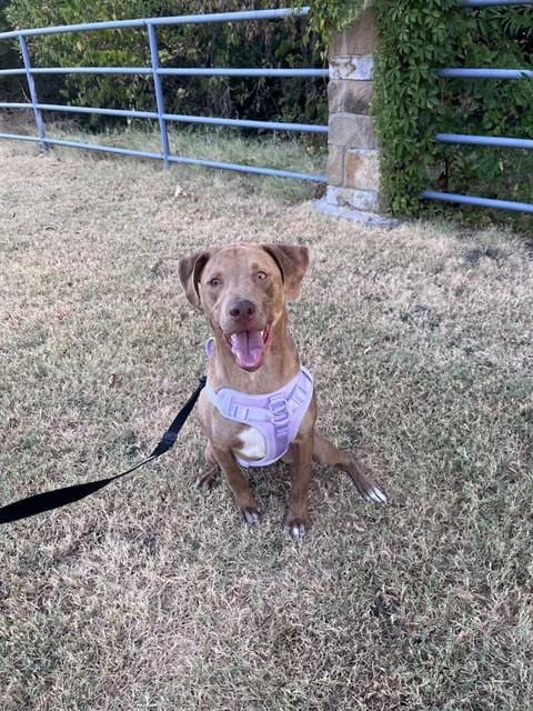 Photo of Rascal, adoptable Catahoula Leopard Dog in Plano, Texas
