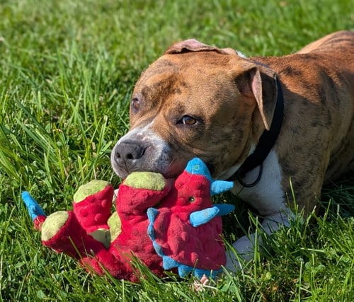 Photo of Romeo, adoptable American Pit Bull Terrier in Kewanee, Illinois