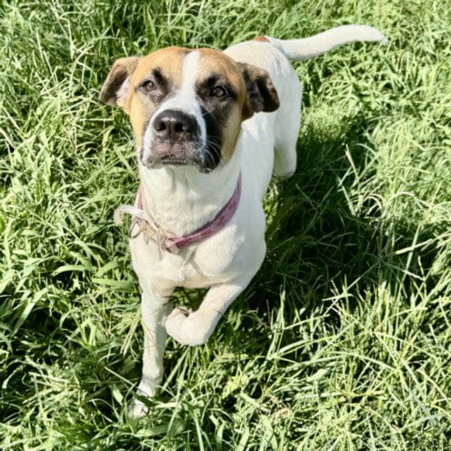 Photo of Skye, adoptable Staffordshire Bull Terrier in Houston, Texas