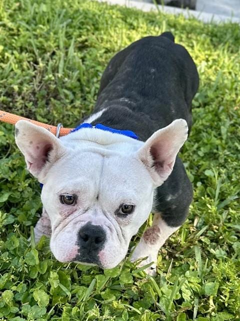 Photo of Barbie, adoptable English Bulldog in Fort Lauderdale, Florida