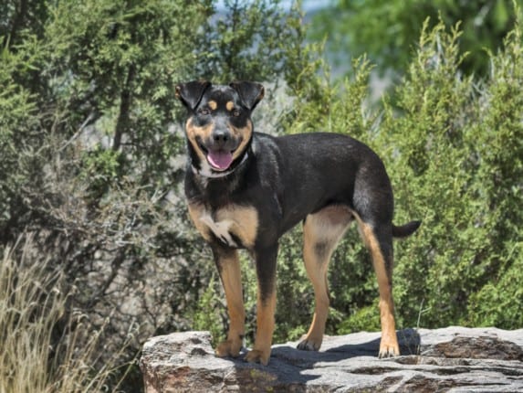 Photo of Brownie, adoptable Mixed Breed in Santa Fe, New Mexico