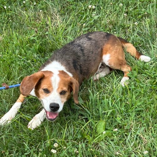 Photo of Ace 2026, adoptable Beagle in Batavia, Ohio
