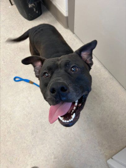Photo of Gargamel, adoptable Pit Bull Terrier in Saginaw, Michigan