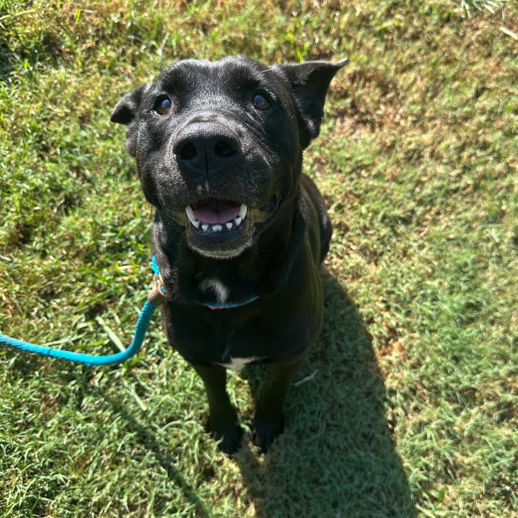 Photo of Navaeh, adoptable Mixed Breed (Medium) in Chattanooga, Tennessee
