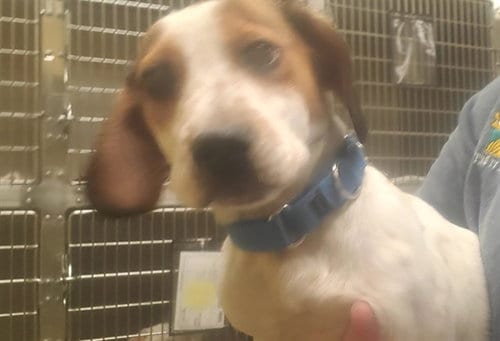 Photo of Doc, adoptable Basset Hound in St Louis, Missouri