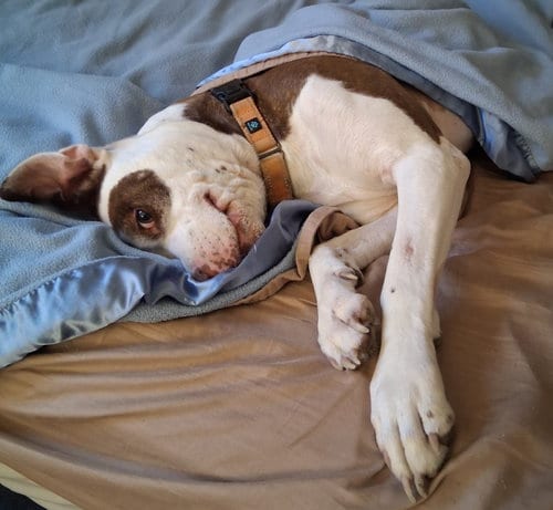 Photo of Honey, adoptable American Pit Bull Terrier in Cuyahoga Falls, Ohio