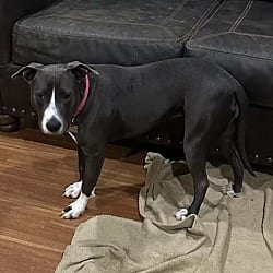 Photo of Destiny, adoptable Pit Bull Terrier in Framingham, Massachusetts