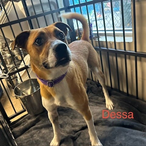 Photo of Dessa, adoptable Mixed Breed (Medium)