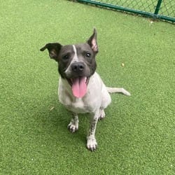 Photo of Poppi 0869, adoptable Mixed Breed (Medium) in Loxahatchee, Florida