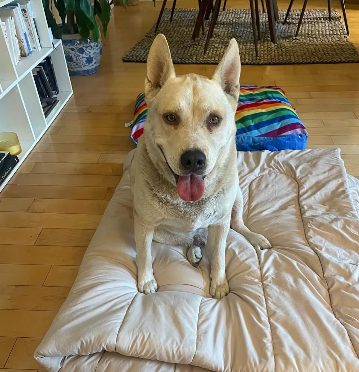 Photo of Ace, adoptable Siberian Husky German Shepherd Dog in Boulder, Colorado
