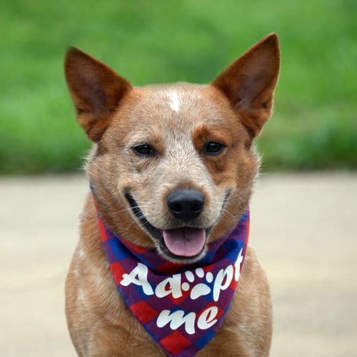 Photo of Meatball, adoptable Australian Cattle Dog/Blue Heeler in Gretna, Nebraska
