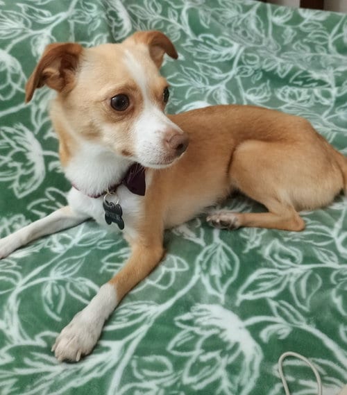 Photo of Mango, adoptable Chihuahua in Phoenix, Arizona