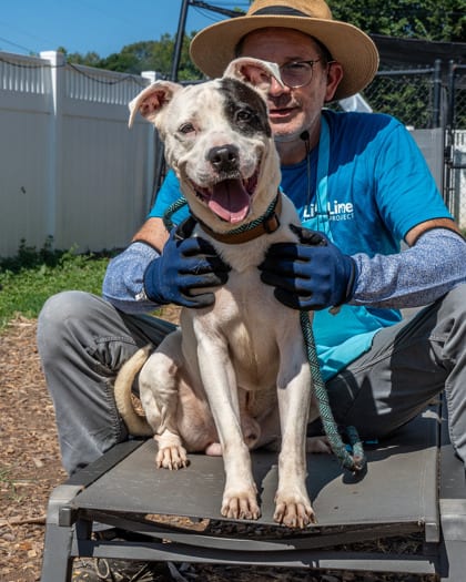 Photo of Stitch, adoptable dog in Chamblee, Georgia
