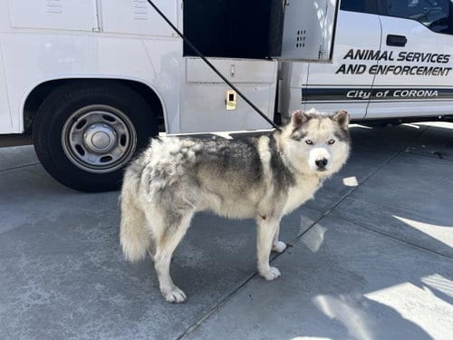 Photo of Comet, adoptable Siberian Husky in Corona, California