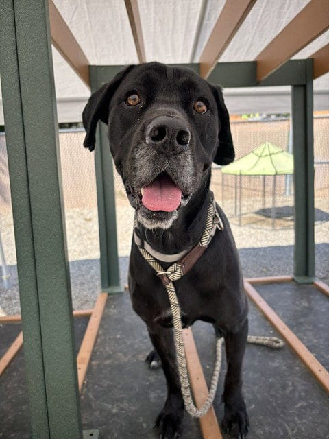 Photo of Oline, adoptable Boxer in Palmetto, Florida