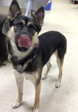Photo of Sheriff, adoptable German Shepherd Dog in Riverside, California