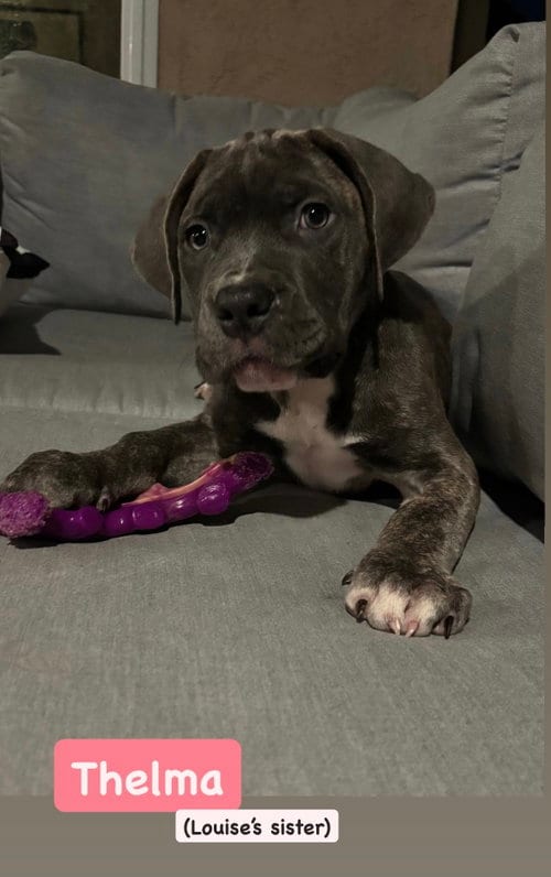 Photo of Thelma, adoptable Mastiff in San Diego, California